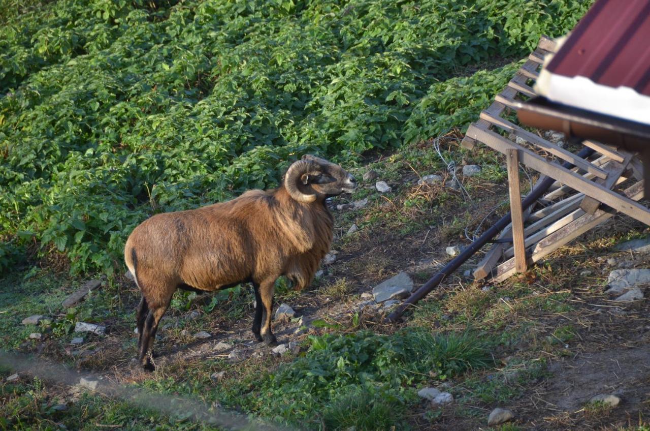 Malinowy Domek Mlynczyska Exteriér fotografie